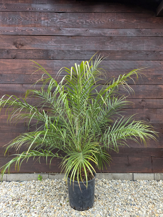 Phoenix roebelenii "Pygmy date palm" – Palmier pitic exotic pentru terase și interior 100-110cm [1]