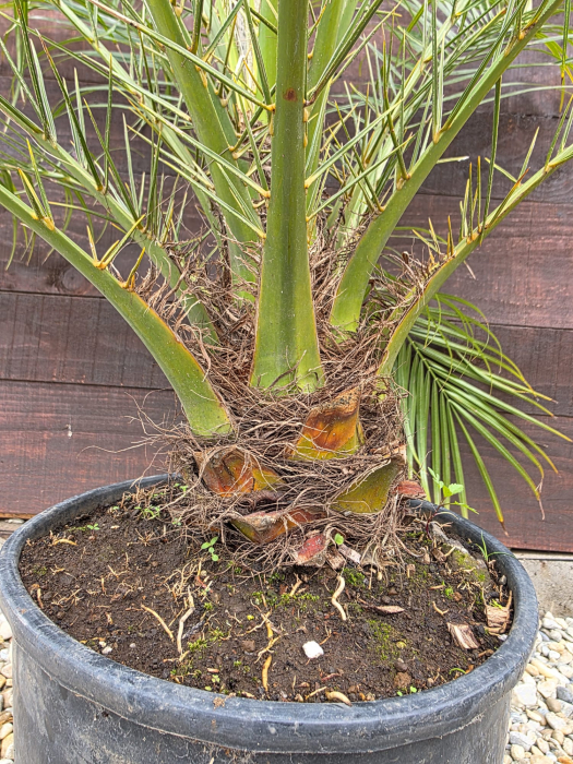 Phoenix roebelenii "Pygmy date palm" – Palmier pitic exotic pentru terase și interior 100-110cm [2]