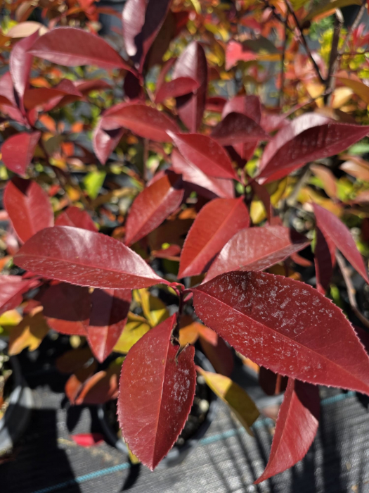 Photinia Red Robin – Arbust decorativ cu frunziș roșu, ideal pentru gard viu 30-40cm [2]