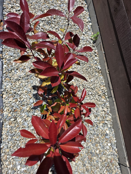 Photinia Red Robin – Arbust decorativ cu frunziș roșu, ideal pentru gard viu 30-40cm [5]