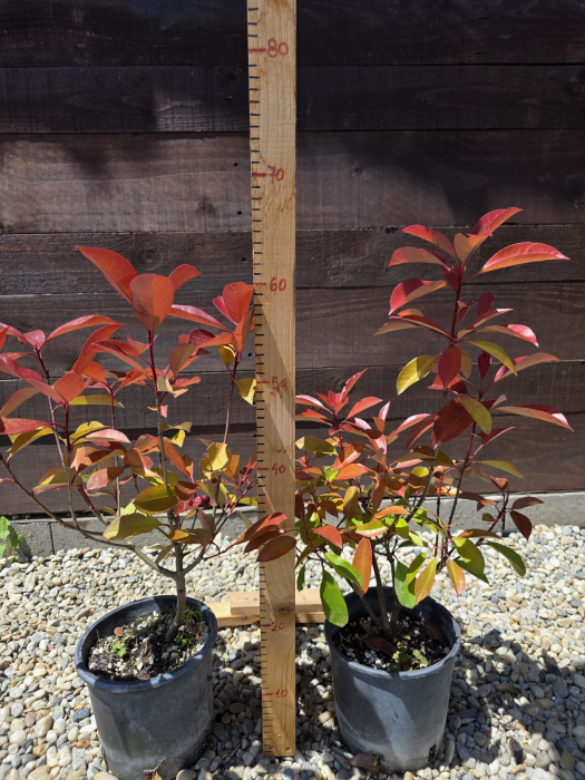 Photinia Red Robin – Arbust decorativ cu frunziș roșu, ideal pentru gard viu 30-40cm [3]