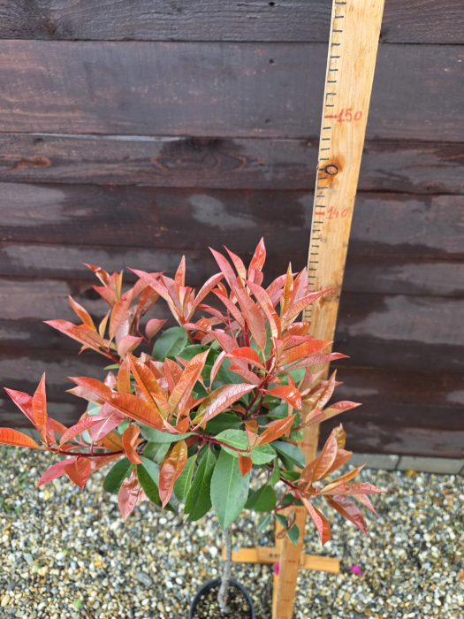 Photinia tip copac – Photinia fraseri Red Robin pom ornamental pentru grădină în România 140-160cm [2]