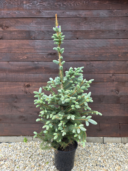 Picea Baby Blue – Molid argintiu pitic, decorativ, ideal pentru grădini și ghivece 120-130cm [1]