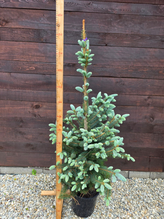 Picea Baby Blue – Molid argintiu pitic, decorativ, ideal pentru grădini și ghivece 120-130cm [3]