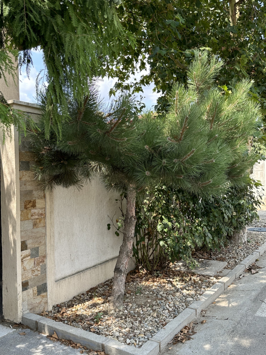 Pin negru European - Pinus Nigra 80-100cm conifer rezistent pentru grădină și amenajări peisagistice vesnic-verzi [4]