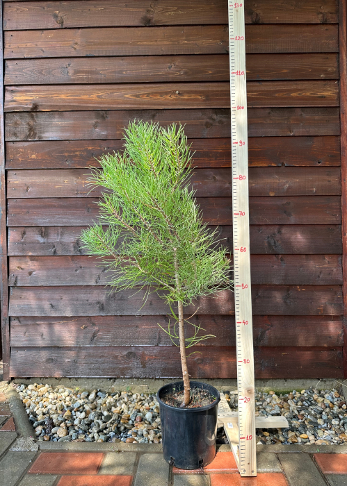 Pin negru European - Pinus Nigra 80-100cm conifer rezistent pentru grădină și amenajări peisagistice vesnic-verzi [2]