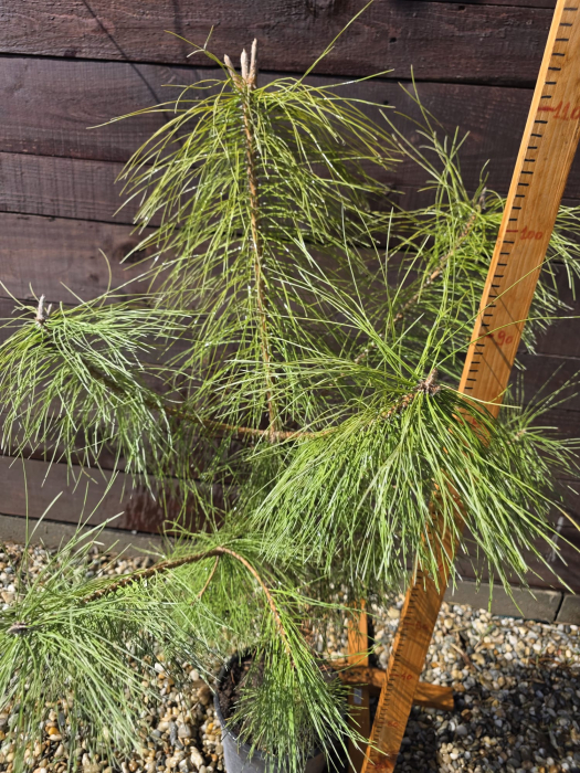 Pinus Maritima – Pin mediteranean ornamental pentru grădină, conifer decorativ 70-100cm [3]