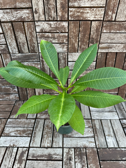Plumeria Frangipani - Arbust Exotic cu Flori Parfumate pentru Interior [1]