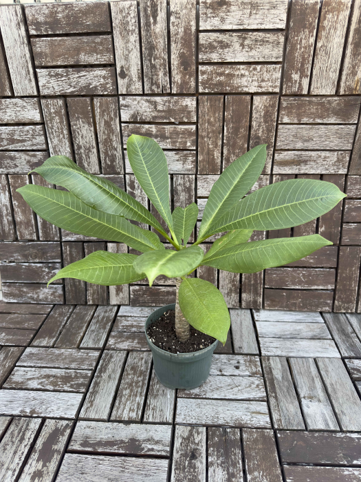 Plumeria Frangipani - Arbust Exotic cu Flori Parfumate pentru Interior [3]