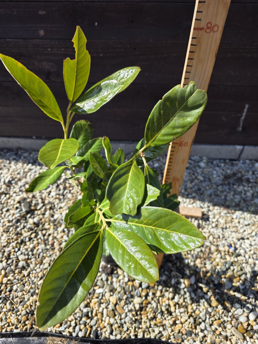 Laur englezesc, - Prunus laurocerasus, arbust ornamental veșnic verde pentru gard viu 60-80cm [2]