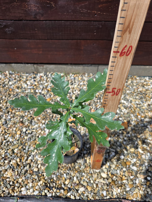 Quercus cerris – Cer | Stejar Pufos | Abundent Garden 30-50cm [2]