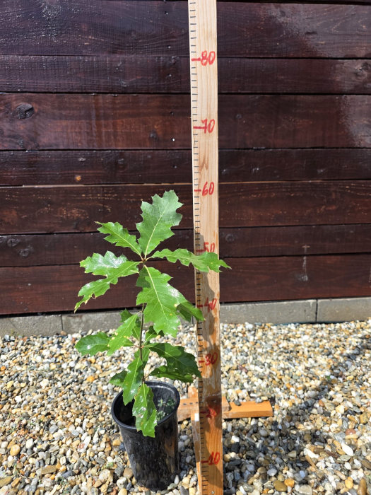 Quercus rubra 20–40 cm – Stejar Roșu American | Abundent Garden [2]