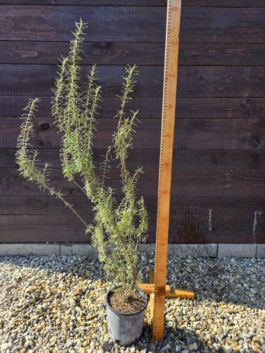 Rozmarin 60-80 cm (Rosmarinus officinalis) rezistent la ger – Plantă aromatică perenă, ideală pentru grădină și ghiveci [4]