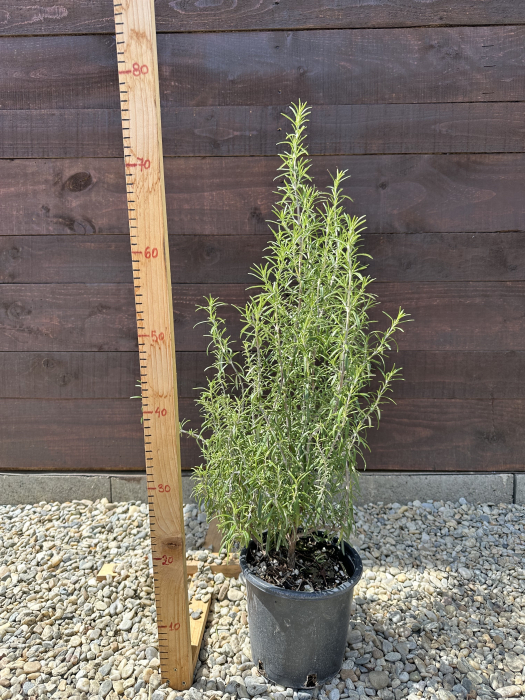 Rozmarin 50-60 cm (Rosmarinus officinalis) rezistent la ger – Plantă aromatică perenă, ideală pentru grădină și ghiveci [3]