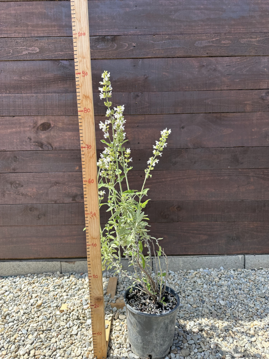 Salvia officinalis – Plantă aromatică și medicinală, perenă, pentru grădini și ghivece [3]