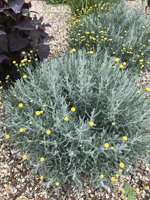 Santolina chamaecyparissus – Lemnul Maicii Domnului cu frunziș argintiu și flori galbene [1]