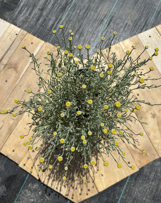 Santolina chamaecyparissus – Lemnul Maicii Domnului cu frunziș argintiu și flori galbene [2]