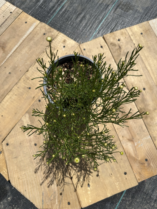 Santolina virens – plantă aromatică perenă cu frunziș verde și flori galbene, ideală pentru borduri [2]