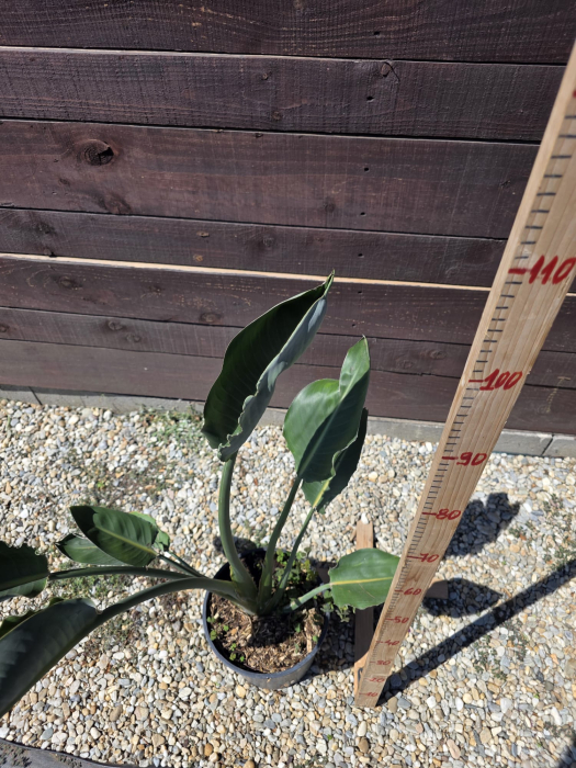 Strelitzia reginae – Floarea Paradisului, plantă exotică ornamentală 50-70cm [2]