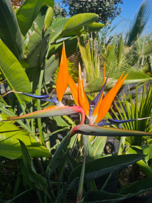 Strelitzia reginae – Pasărea paradisului cu flori exotice spectaculoase 60-70cm [1]