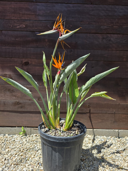 Strelitzia reginae – Pasărea paradisului cu flori exotice spectaculoase 60-70cm [2]