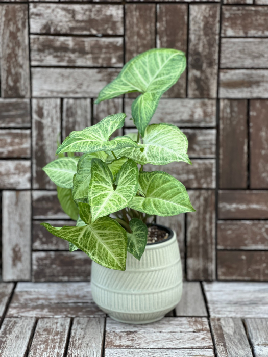 Syngonium Green Arrow - planta tropicala de apartament [1]