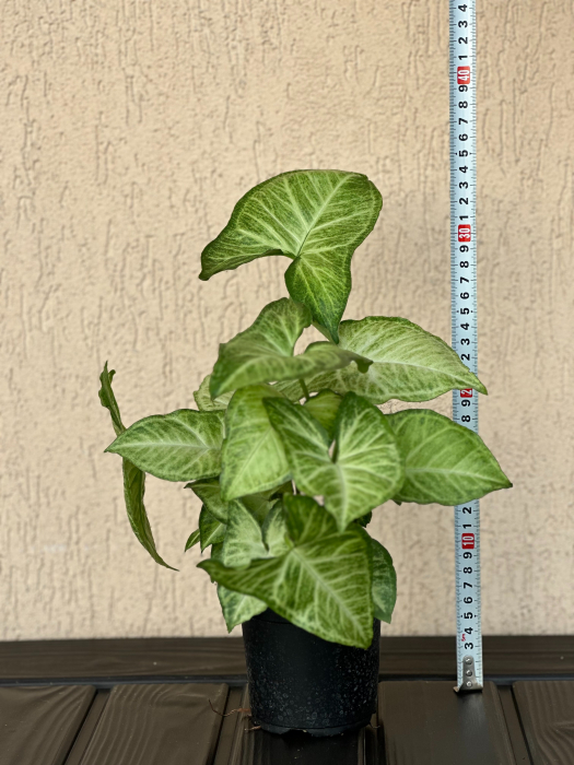 Syngonium Green Arrow - planta tropicala de apartament [3]