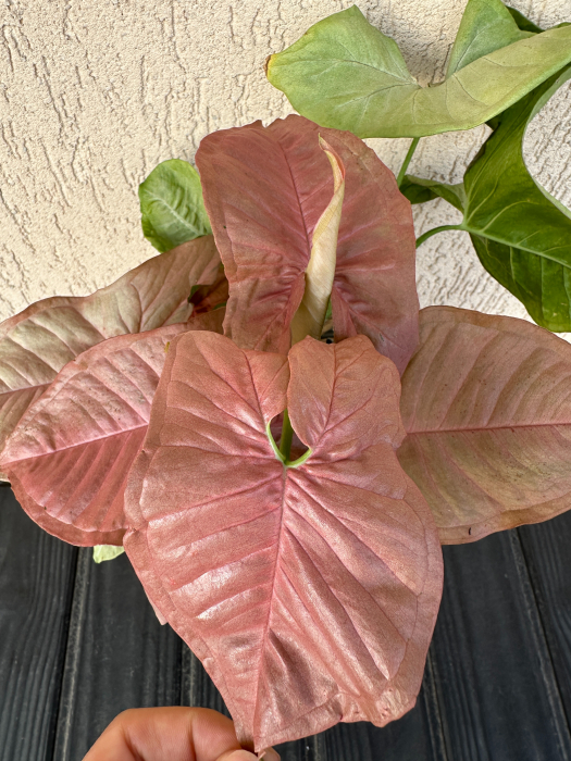 Syngonium Pink Neon - planta tropicala de apartament [2]