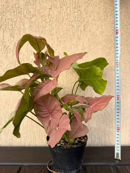 Syngonium Pink Neon - planta tropicala de apartament [4]