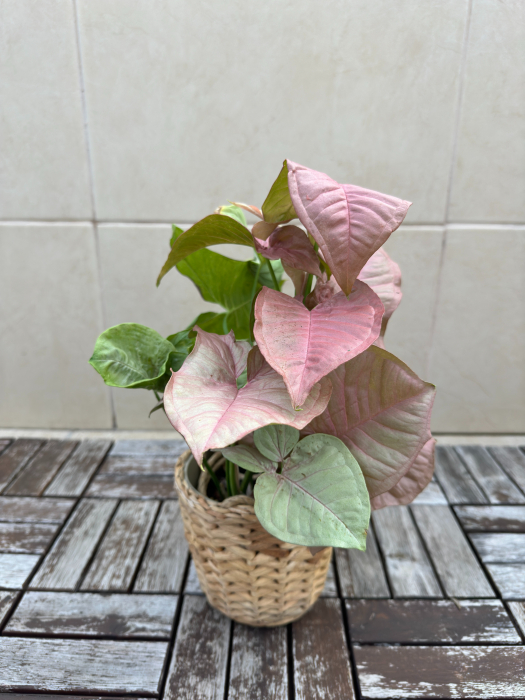 Syngonium Pink Neon - planta tropicala de apartament [3]