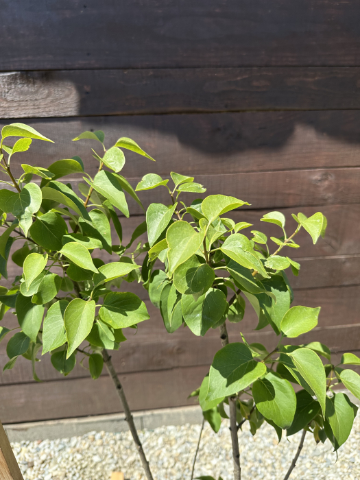 Syringa vulgaris ROZ – Liliac comun cu flori parfumate, decorativ pentru grădină [4]