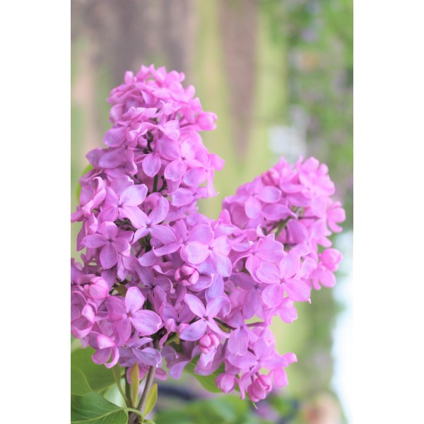Syringa vulgaris ROZ – Liliac comun cu flori parfumate, decorativ pentru grădină [1]