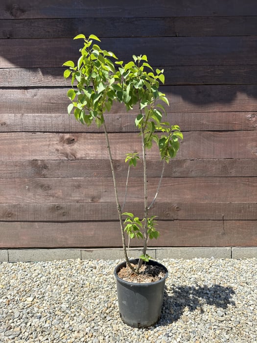 Syringa vulgaris ROZ – Liliac comun cu flori parfumate, decorativ pentru grădină [2]