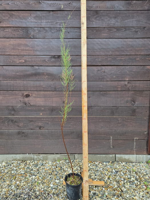 Tamarix parviflora – Tamarix ornamental cu flori roz, arbust decorativ pentru grădină 130-150cm [2]