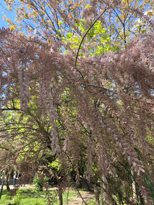 Tamarix parviflora – Tamarix ornamental cu flori roz, arbust decorativ pentru grădină 130-150cm [3]