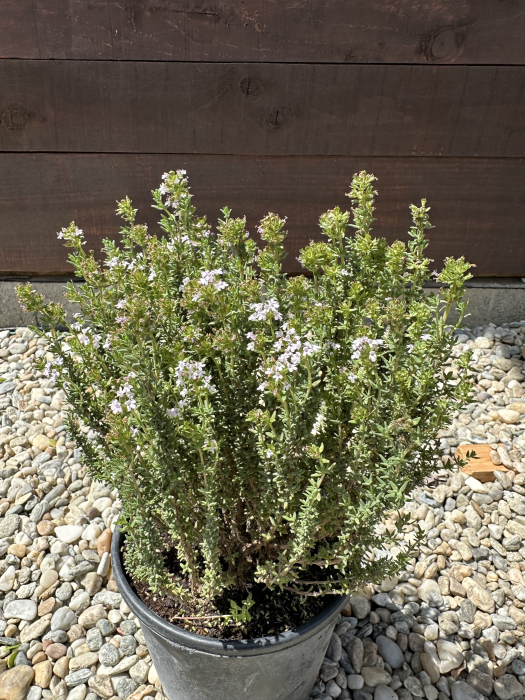 Thymus serpyllum – Cimbrisor de grădină pitic, acoperitor decorativ și aromatic [2]