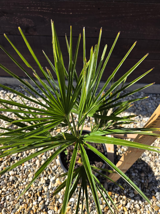 Trachycarpus fortunei – Palmier chinezesc rezistent la frig 40-60cm [2]