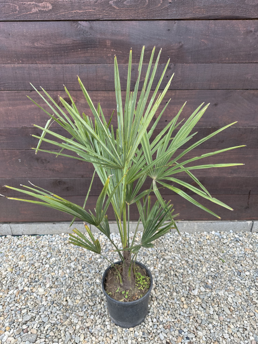 Trachycarpus fortunei – Palmier morisca, rezistent la ger, ideal pentru grădini romanesti 70-90cm [3]