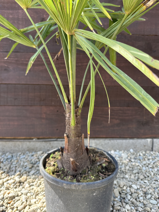 Trachycarpus fortunei – Palmier morisca, rezistent la ger, ideal pentru grădini romanesti 70-90cm [2]