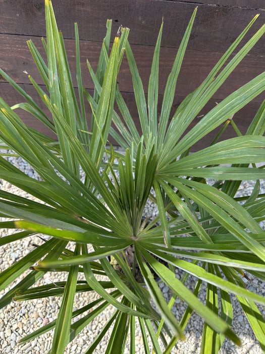 Trachycarpus fortunei – Palmier morisca, rezistent la ger, ideal pentru grădini romanesti 70-90cm [4]