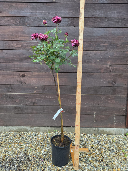Trandafir pe picior tip copac mov inchis – Trandafir ornamental flori mov batute cu roz 100-130cm [2]