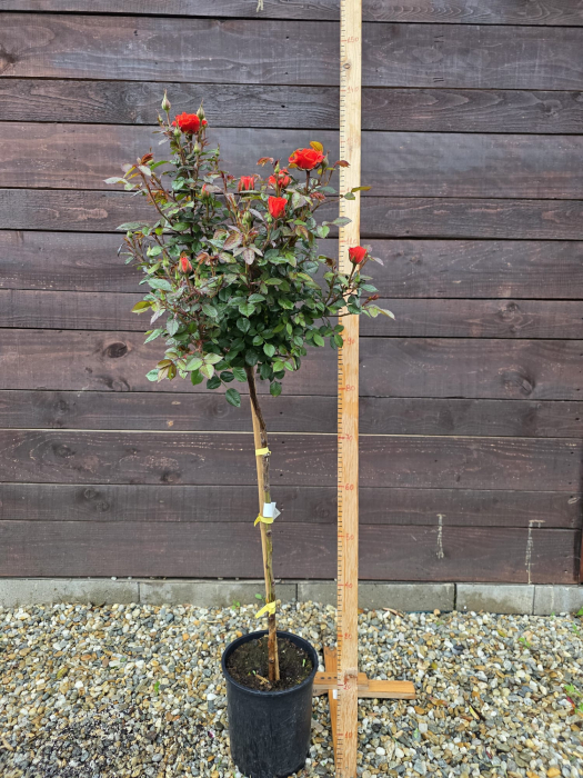 Trandafir pe picior tip copac rosu inchis – Trandafir ornamental flori rosii 100-130cm [3]