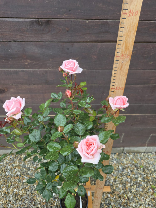 Trandafir pe picior tip copac roz – Trandafir ornamental flori roz 100-130cm [2]