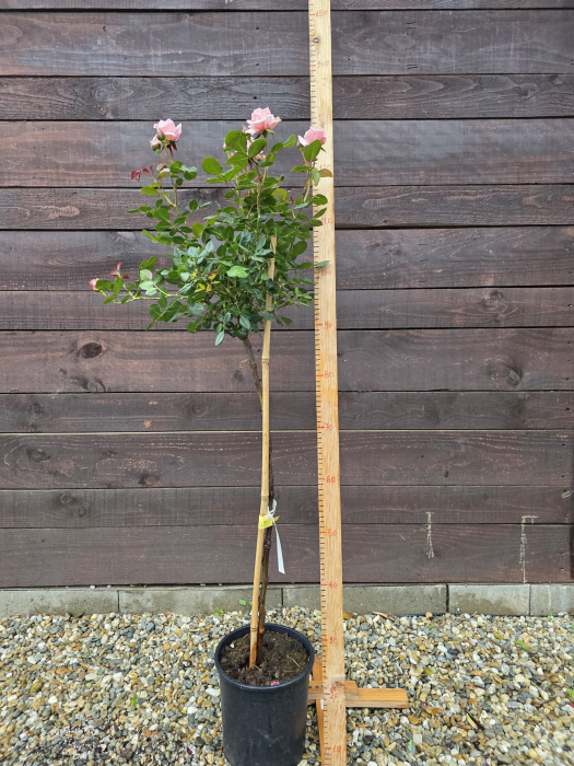 Trandafir pe picior tip copac roz – Trandafir ornamental flori roz 100-130cm [3]