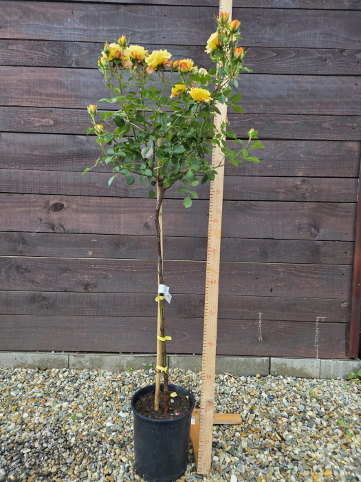 Trandafir pe picior tip copac galben – Trandafir ornamental flori galbene batute cu rosu 100-130cm [2]