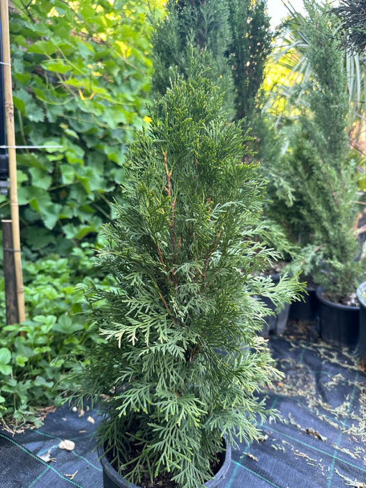 Tuia - Thuja Occidentalis Smaragd/Smarald 50-70cm garduri vii vesnic verzi [2]