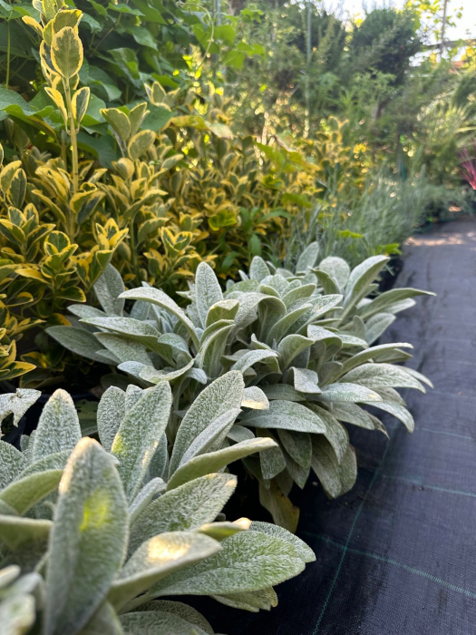 Urechea mielului - Stachys byzantina [1]