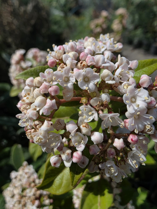 Viburnum tinus – Viburnum ornamental veșnic verde cu flori parfumate pentru grădină 60-80cm [2]