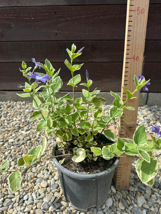 Vinca Major – Plantă perenă târâtoare pentru acoperirea solului și zone umbrite [4]