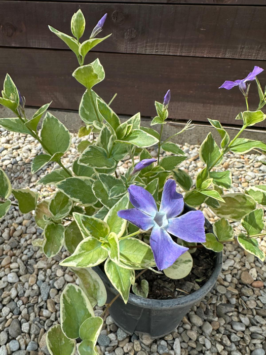 Vinca Major – Plantă perenă târâtoare pentru acoperirea solului și zone umbrite [3]